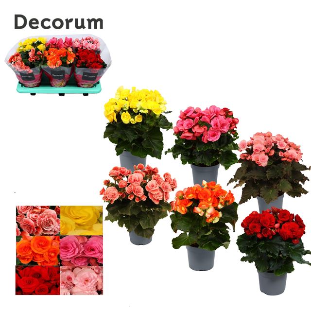 Picture of BEGONIA ELATIOR MIX