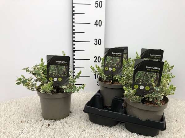 Picture of Euonymus emerald gaiety