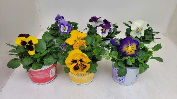 Picture of VIOLA WITTROCKIANA CATS MIX