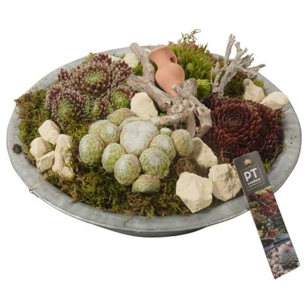 Picture of SEMPERVIVUM ARRANGEMENT IN ZINC