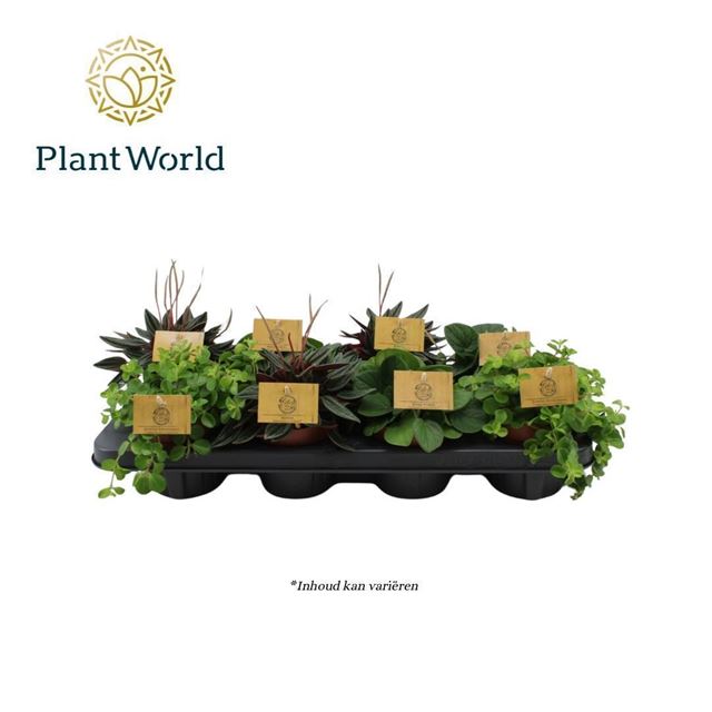 Picture of PEPEROMIA MIX