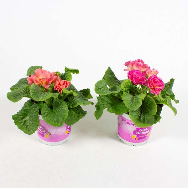 Picture of PRIMULA ACAULIS DELIGHT PINK