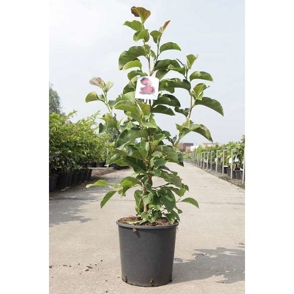 Picture of Magnolia genie