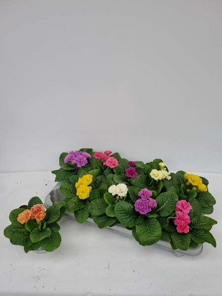 Picture of PRIMULA ACAULIS POMPOM MIX