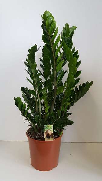 Picture of ZAMIOCULCAS