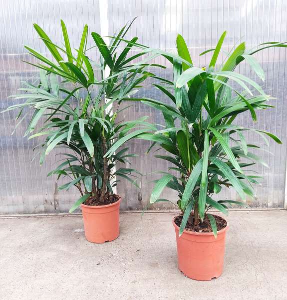 Picture of RHAPIS EXCELSA 21CM