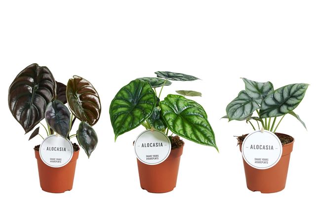Picture of Alocasia mix