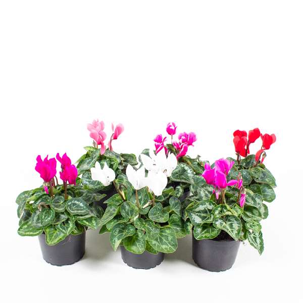 Picture of CYCLAMEN PERSICUM MIX