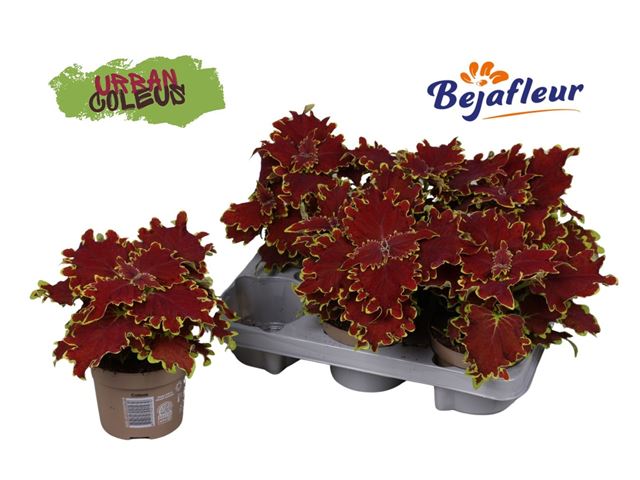 Picture of Coleus crown jewel