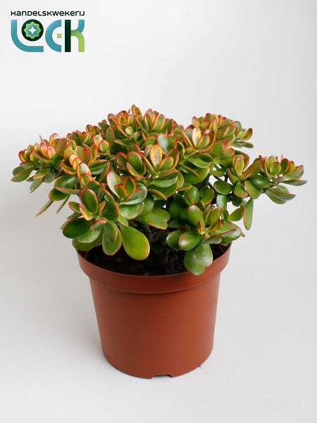 Picture of CRASSULA OVATA SUNSET