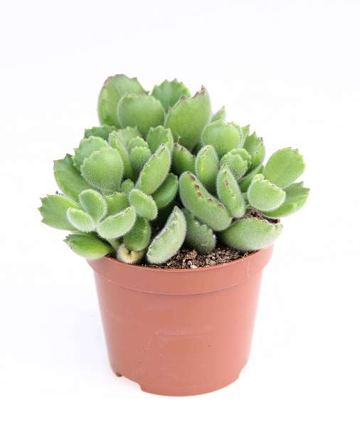 Picture of Cotyledon ladysmithiensis