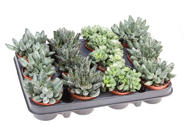 Picture of Adromischus mix
