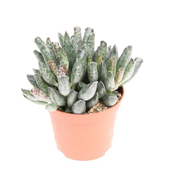 Picture of Adromischus festivus