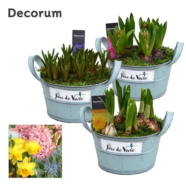 Picture of Bulbs mix joie de vivre zinc