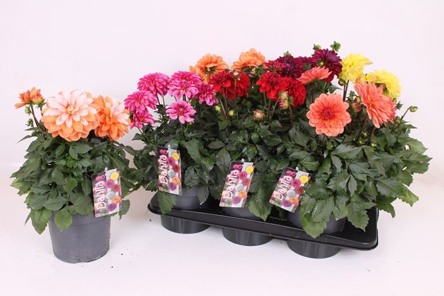 Picture of DAHLIA LABELLE GRANDE MIX