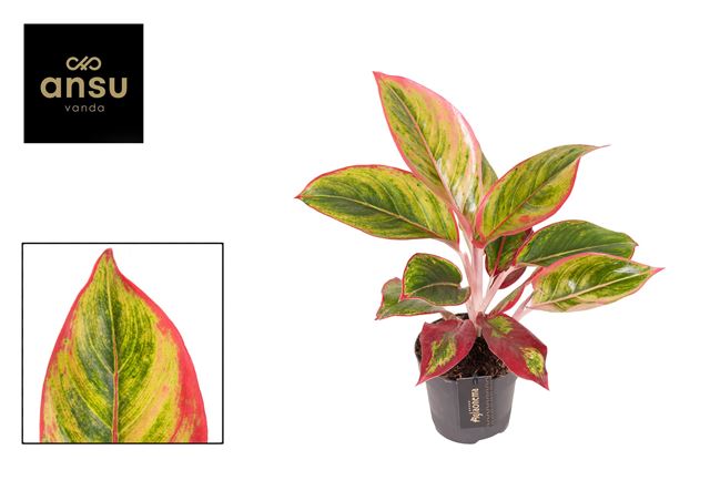 Picture of Aglaonema jamaica red