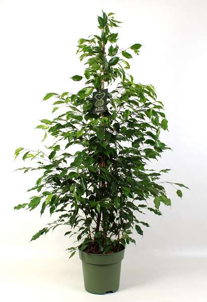 Picture of Ficus benjamina