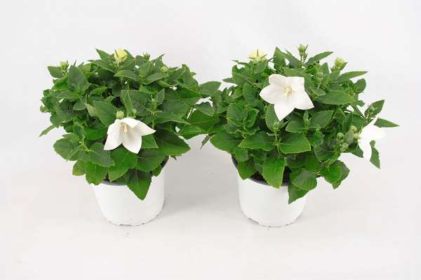 Picture of PLATYCODON WHITE