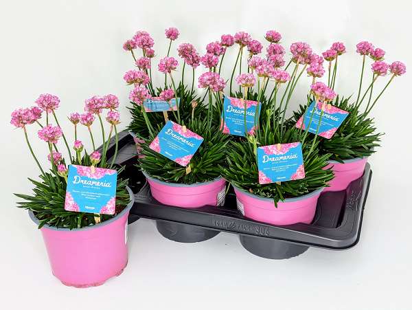 Picture of ARMERIA PSEUDARMERIA DREAMERIA DAYDREAM