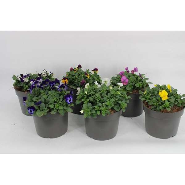 Picture of Viola cornuta mix