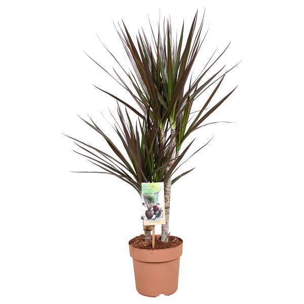 Picture of DRACAENA MARGINATA MAGENTA 030+/10+