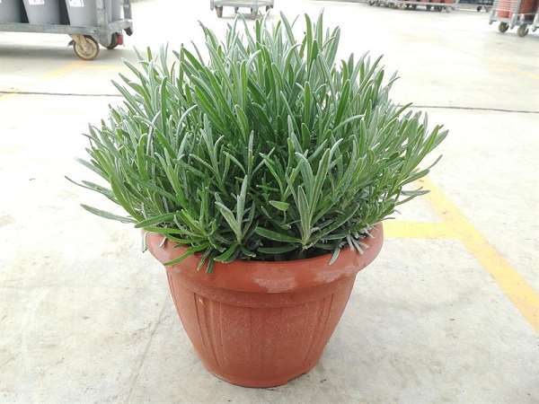Picture of Lavandula officinalis xl