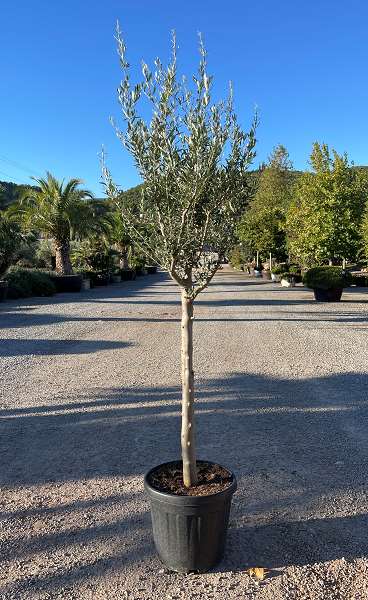 Picture of OLEA EUROPAEA TRONC 14/16 C30L