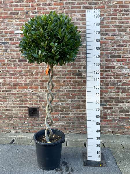 Picture of LAURUS NOBILIS DOUBLE SPIRAL STEM 75-80CM HEAD