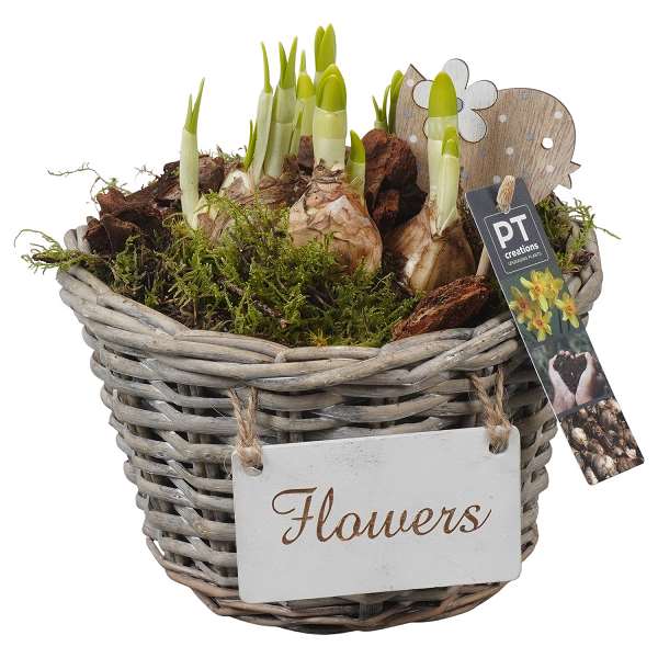 Picture of Narcissus arrangement in wicker basket