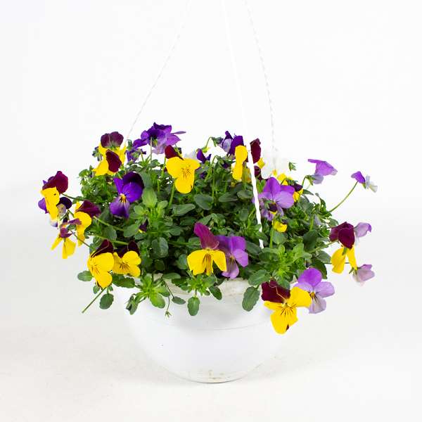 Picture of VIOLA CORNUTA TRIO IN HANGING BASKET