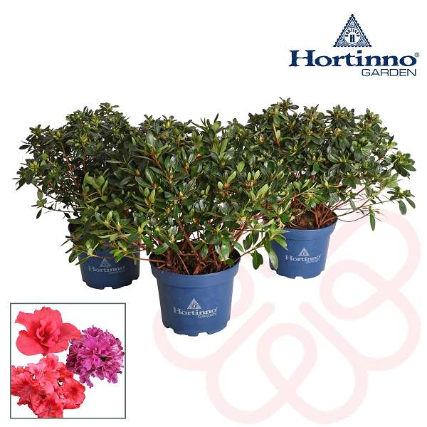 Picture of RHODODENDRON JAPONICA (AZALEA) EVERGREEN MIX