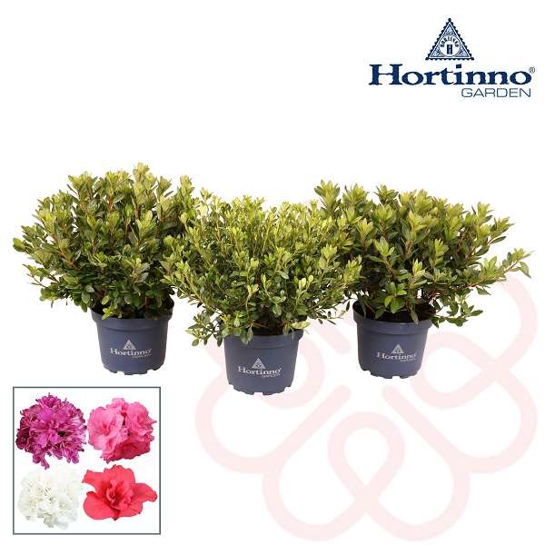 Picture of RHODODENDRON JAPONICA (AZALEA) EVERGREEN MIX