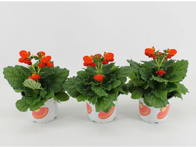 Picture of Calceolaria calynopsis orange