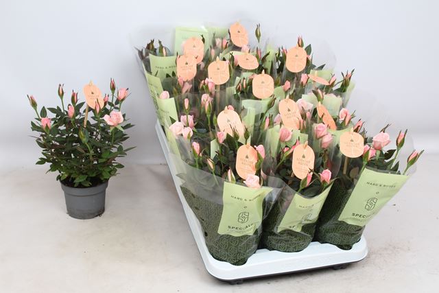 Picture of Rose ROMA PINK SCENTED