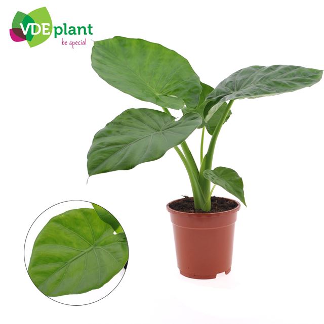 Picture of Alocasia macrorrhiza