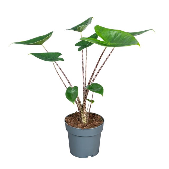 Picture of Alocasia zebrina