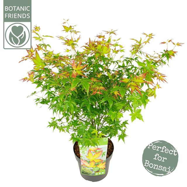 Picture of ACER PALMATUM LITTLE PRINCESS