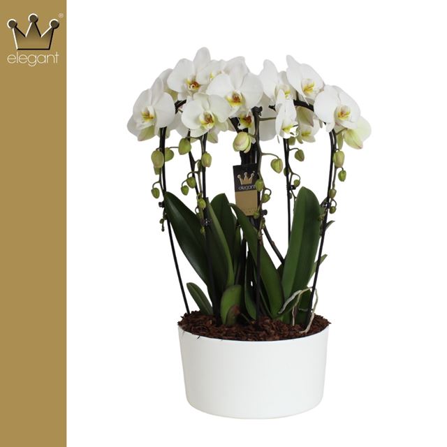 Picture of Phalaenopsis 06-stem cascade white in ceramic