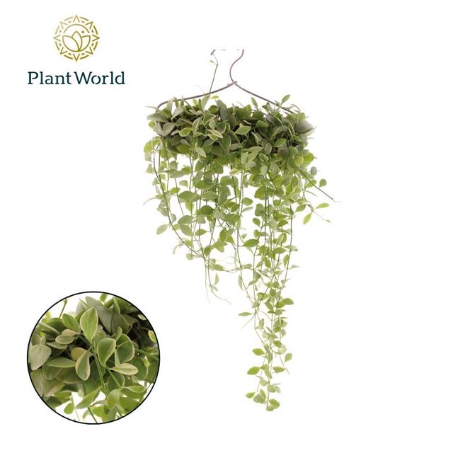 Picture of DISCHIDIA WHITE DIAMOND COAT HANGER