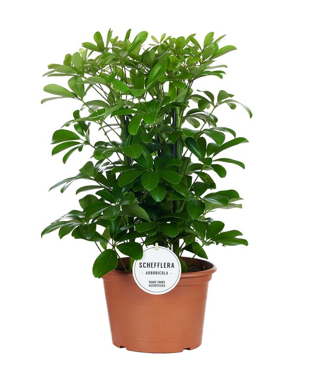 Picture of Schefflera arboricola 03pp nora