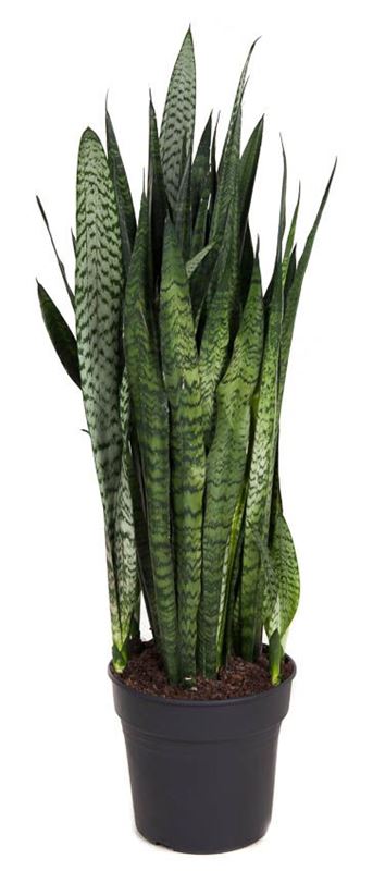 Picture of Sanseveria zeylanica