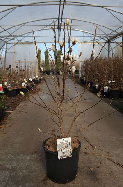 Picture of Magnolia stellata royal star