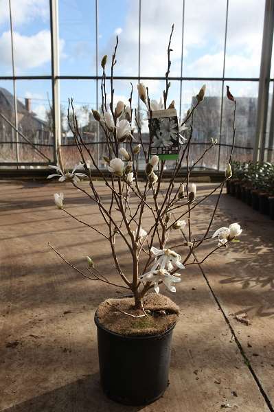 Picture of Magnolia stellata