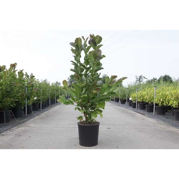 Picture of Magnolia loebneri merrill