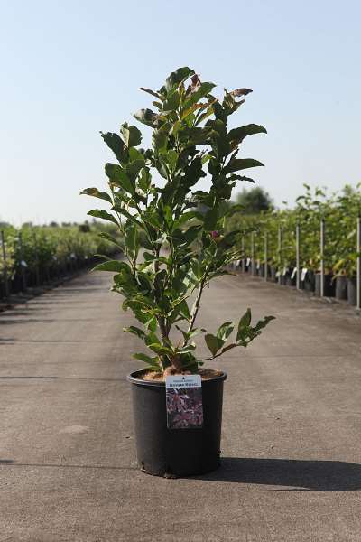 Picture of Magnolia loebneri leonard messel