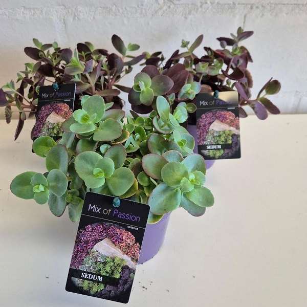 Picture of Sedum mix
