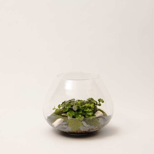 Picture of TERRARIUM
