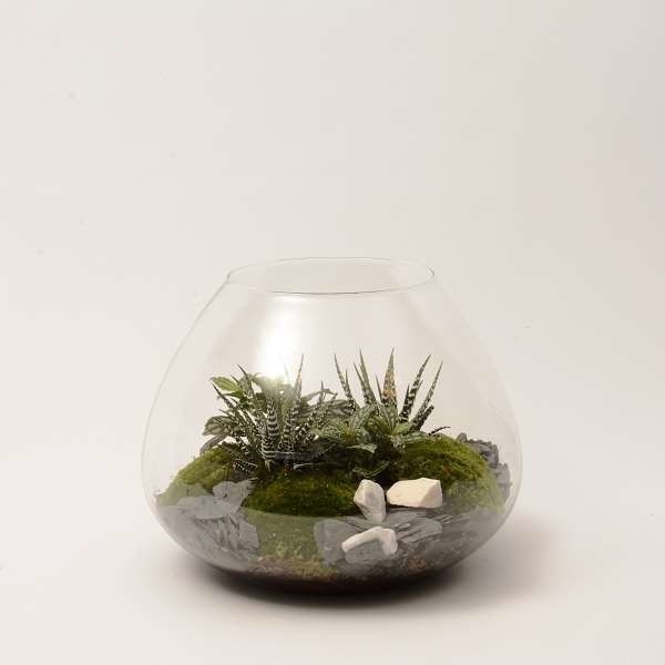 Picture of TERRARIUM