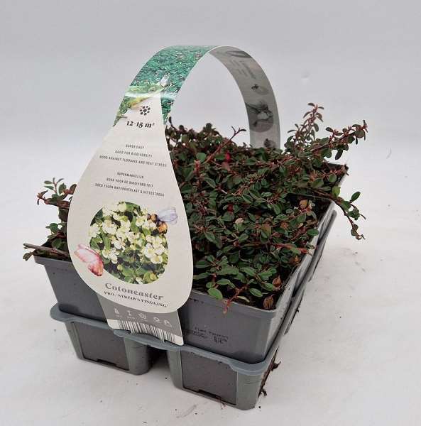 Picture of COTONEASTER PROCUMBENS STREIB'S FINDLING 06-PACK