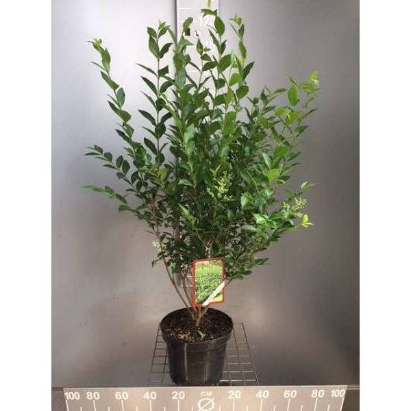 Picture of Ligustrum ovalifolium